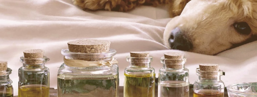 essential oils and dog