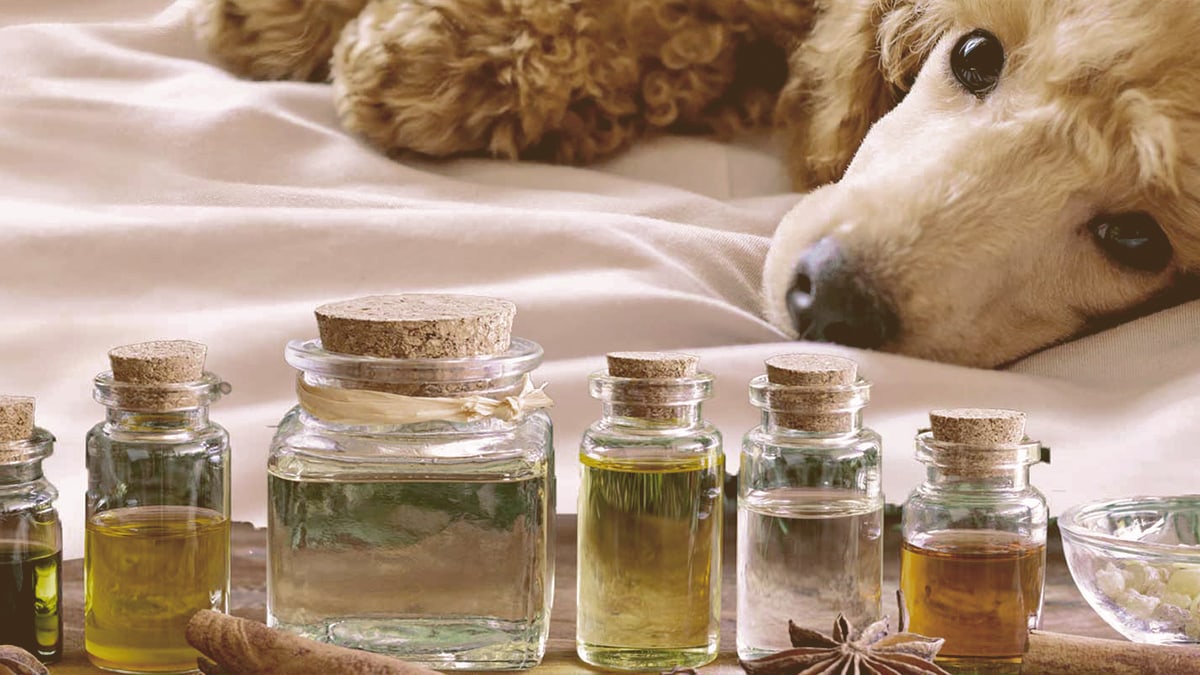 essential oils and dog