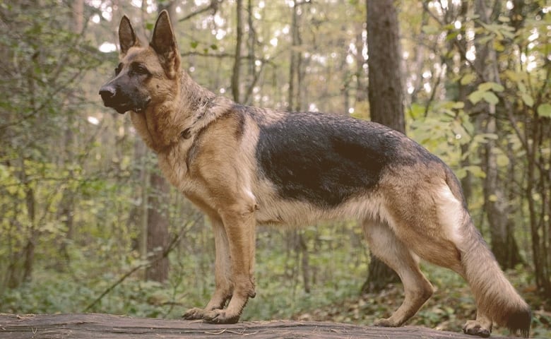 German Shepherd German Shepherd