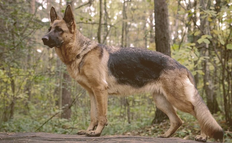 German Shepherd