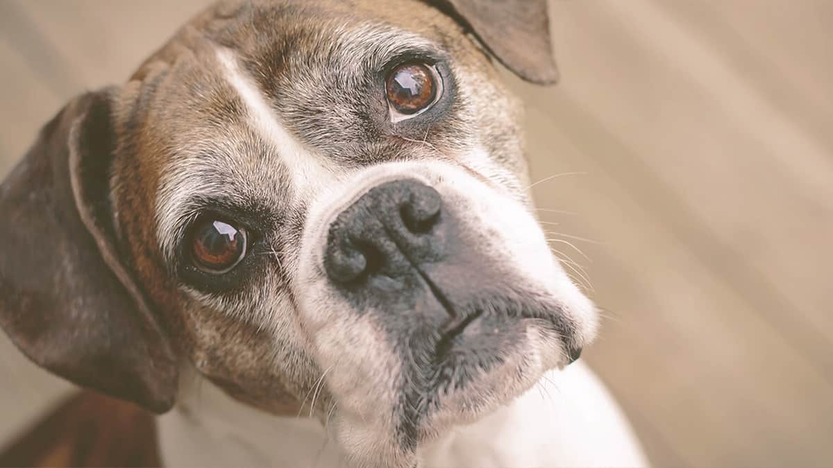old dog looking