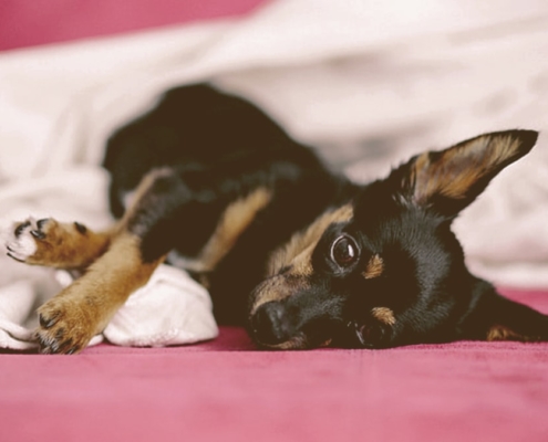 Dog laying down on the bed