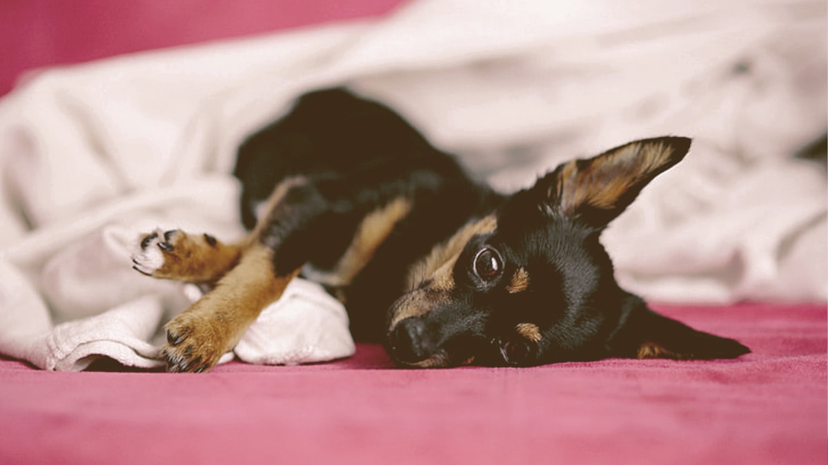 Dog laying down on the bed