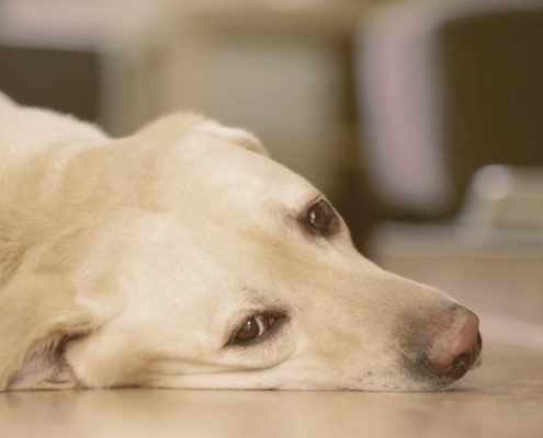 Dog laying down on the floor