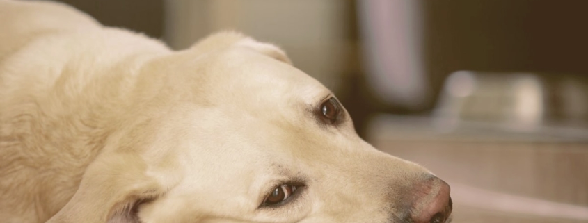 Dog laying down on the floor