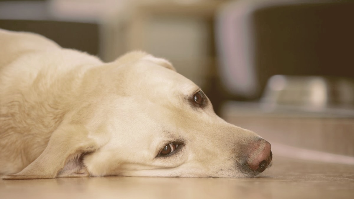 Dog laying down on the floor