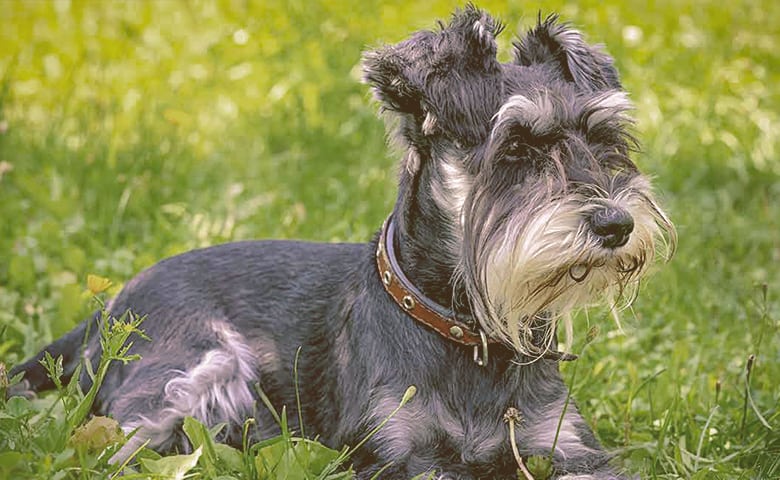 Miniature Schnauzer Miniature Schnauzer
