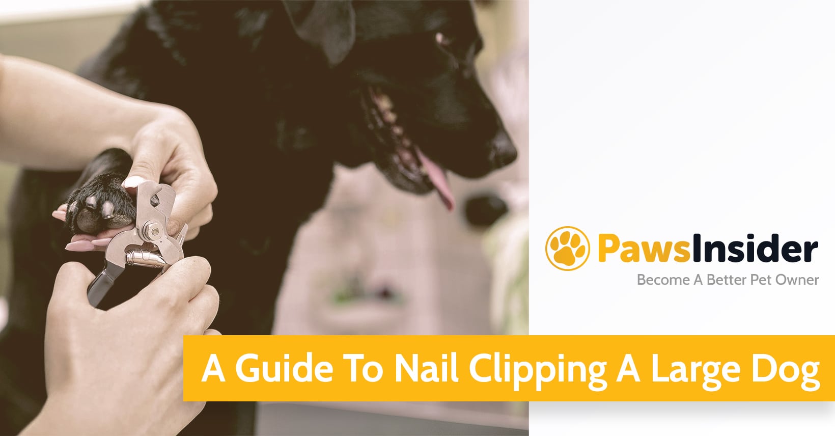 A Guide To Nail Clipping A Large Dog // Paws Insider