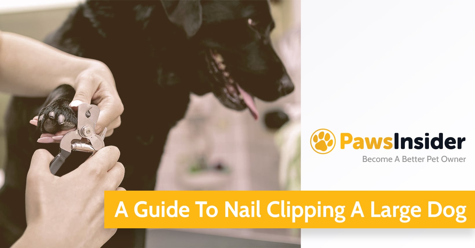 A Guide To Nail Clipping A Large Dog // Paws Insider A Guide To Nail Clipping A Large Dog // Paws Insider