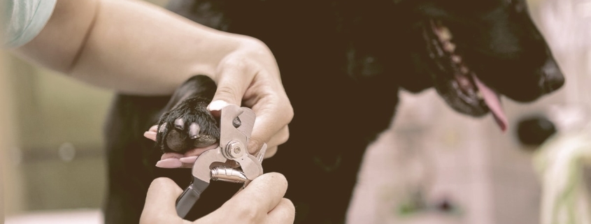 dog nail clipping