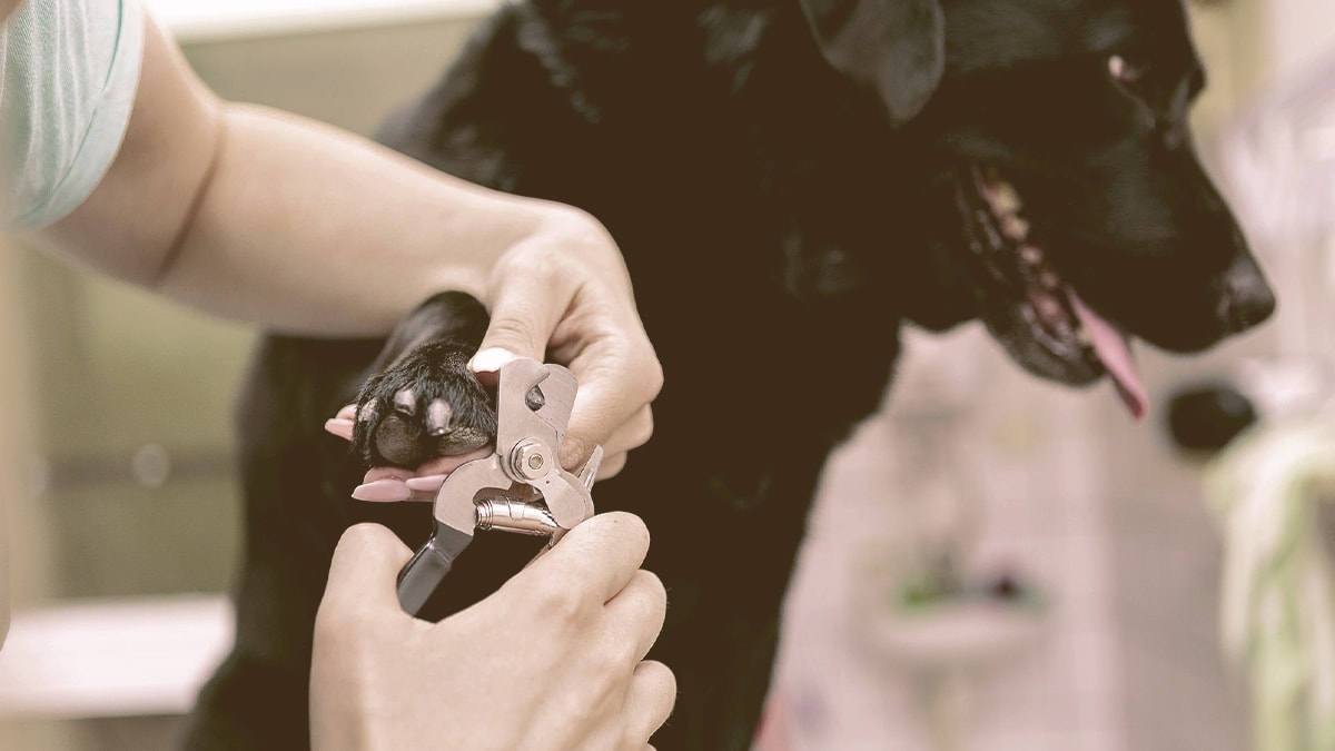 dog nail clipping