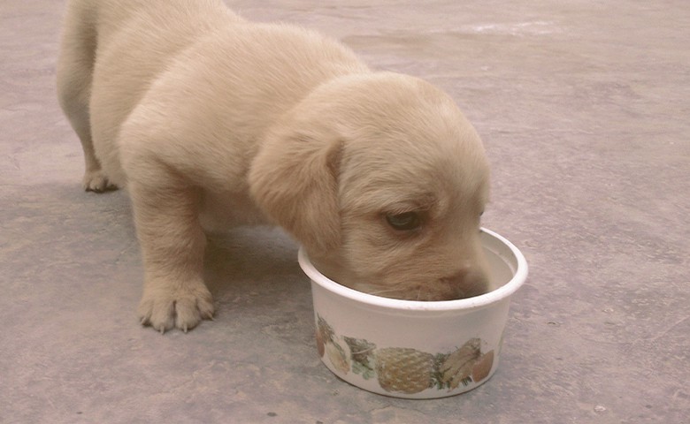 Puppy drinking Milk