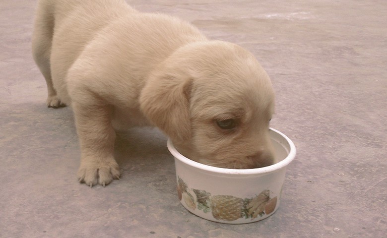 Puppy drinking Milk Puppy drinking Milk