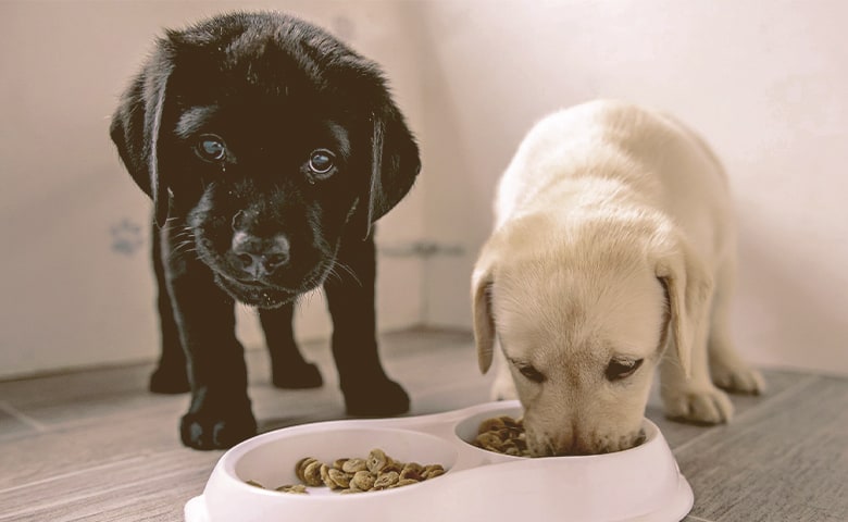 Puppy eating Solid Foods