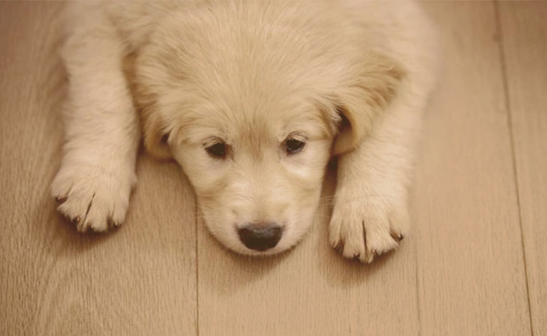 Puppy on the Floor