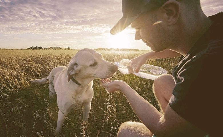 Rehydrate Dog