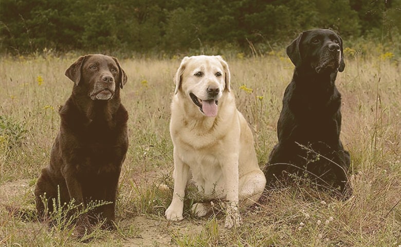 Retriever Retriever