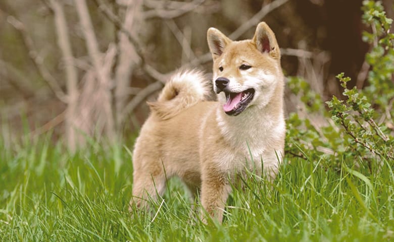 Shiba Inu Shiba Inu