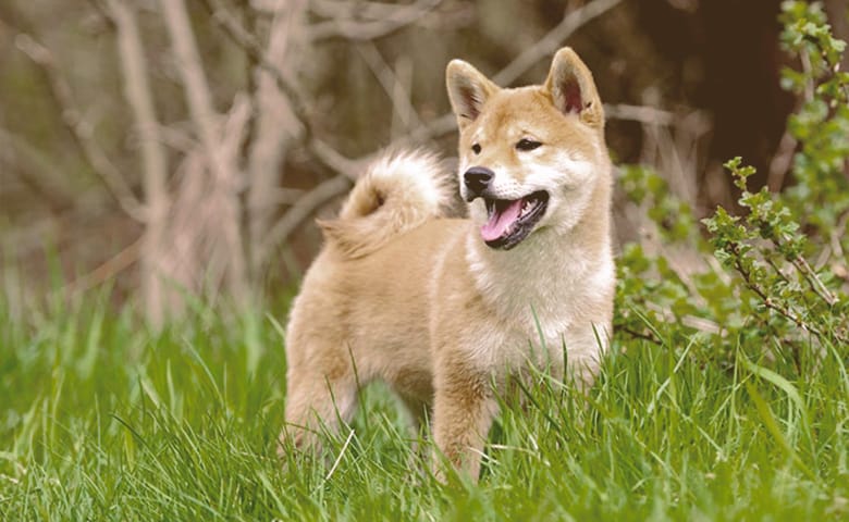 Shiba Inu