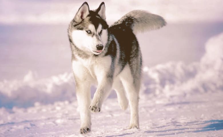 Siberian Huskie