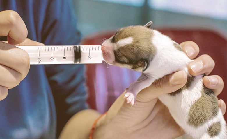 Syringe Feeding a Newborn Puppy