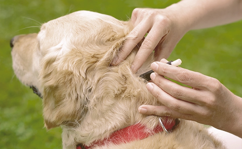 Tick Removal