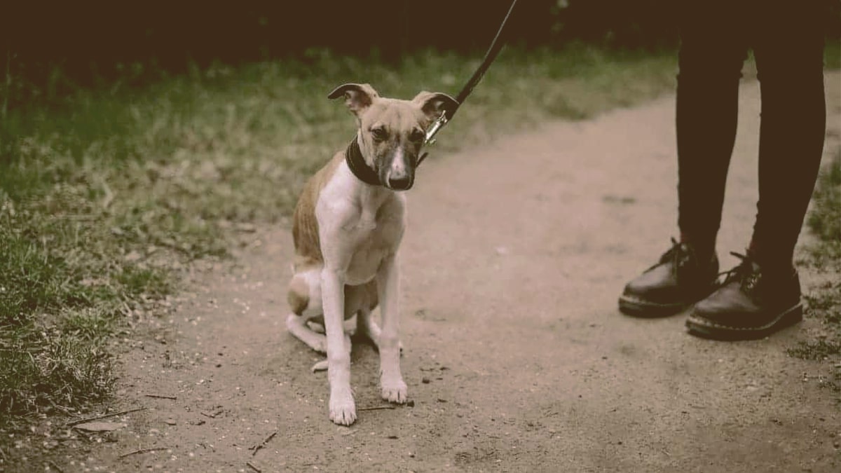 Dog that won't walk