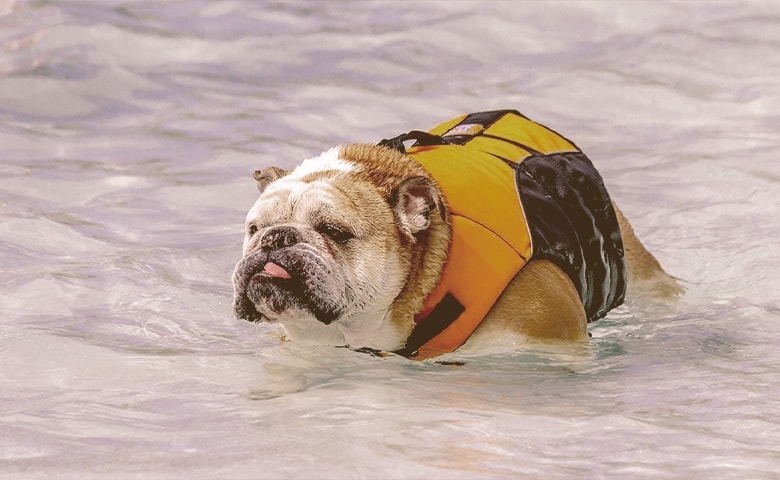 bulldog on the water