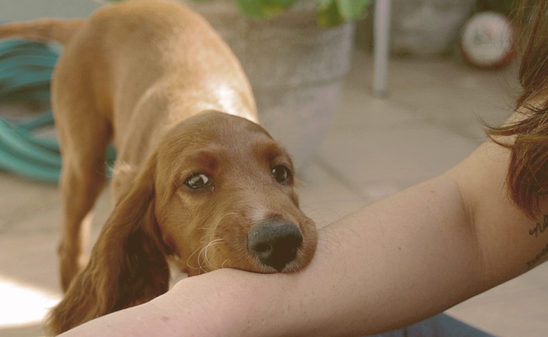 dog biting arm dog biting arm