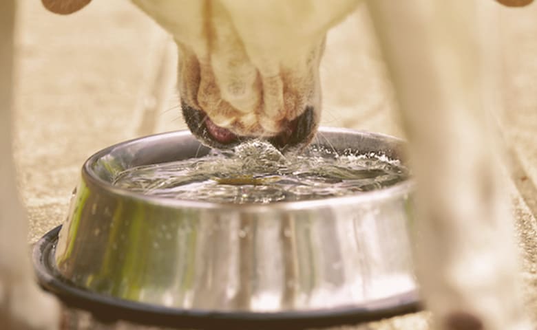 dog drinking water