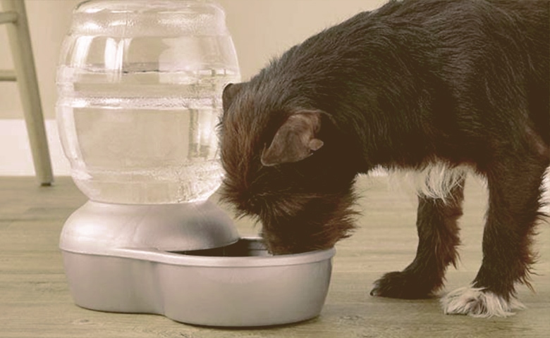 dog drinking water from a water dispenser