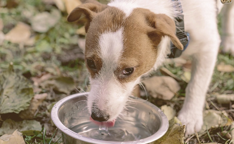 dog drinking water from bowl