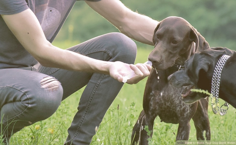 dog drinking water with a Syringe