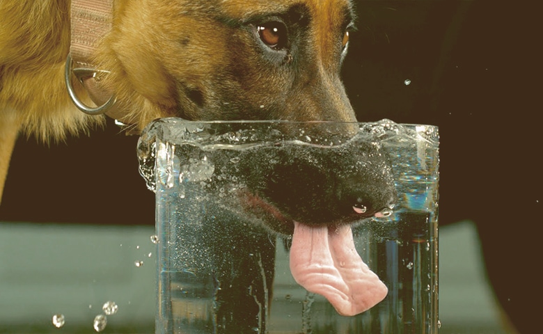 dog drinking water dog drinking water