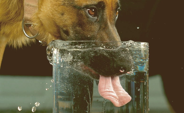 dog drinking water