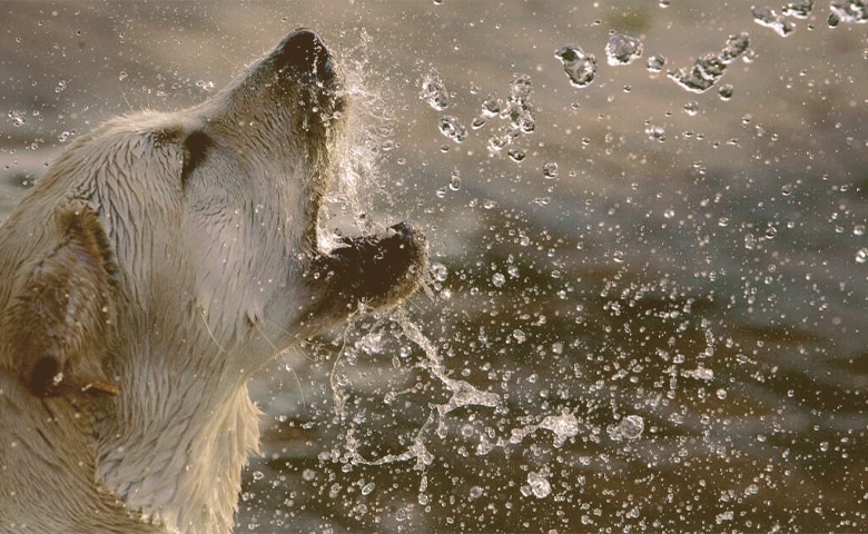 dog drinking water