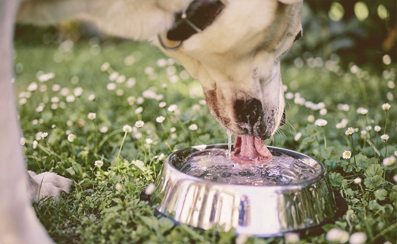 dog drinking water