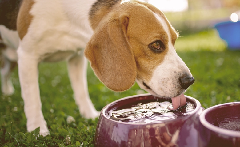 dog drinking water