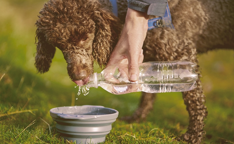 dog drinking water