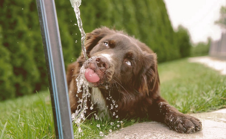 dog drinks water from a tap