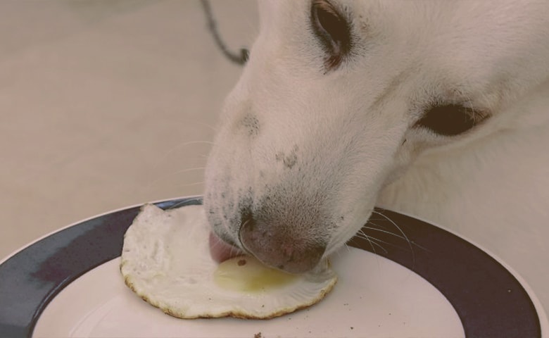 dog eating a egg