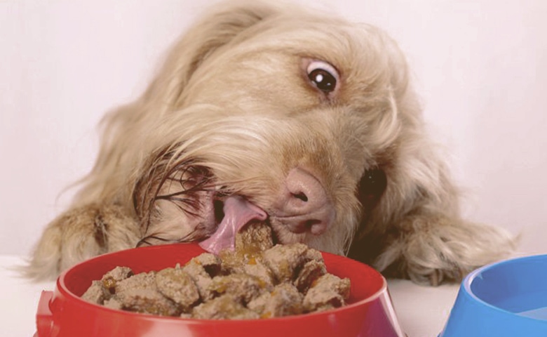 dog eating wet food