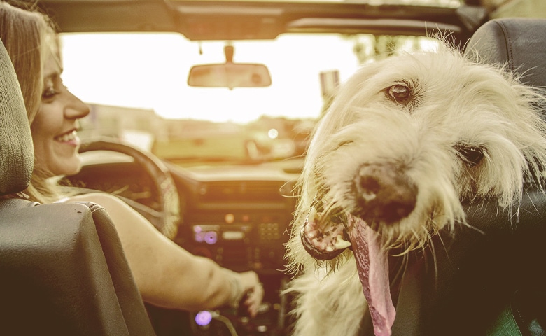 dog front car seat with owner