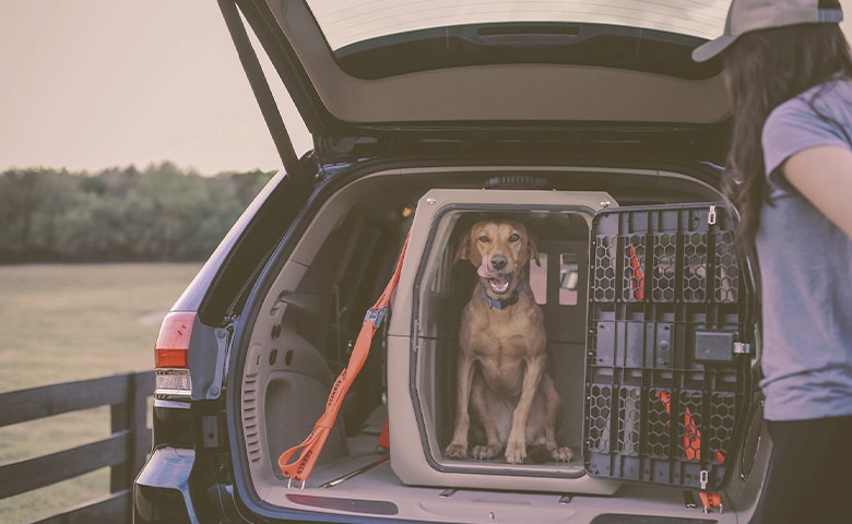 dog in a car crate