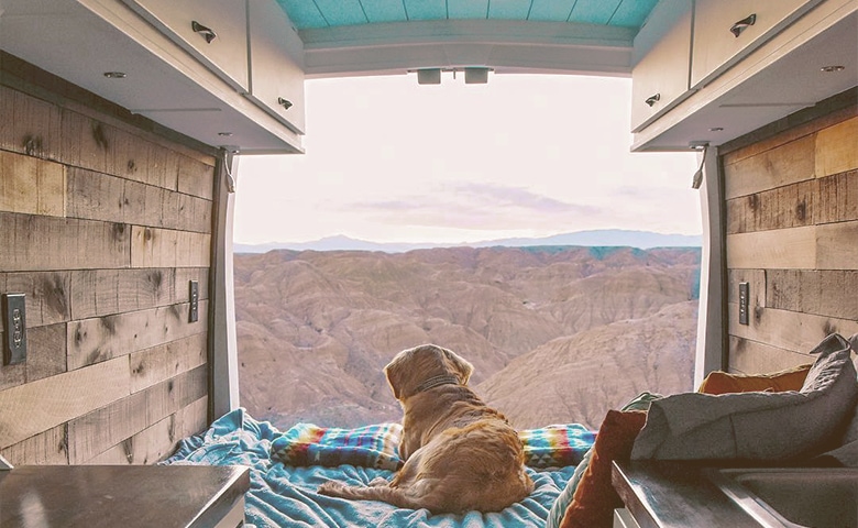 dog inside a rv