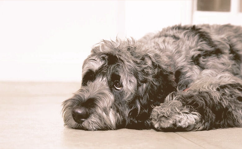 dog laying down looking up