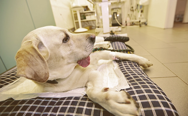 dog laying on a bed on the vet