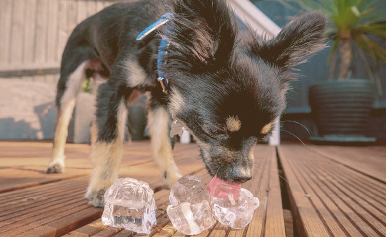 dog liking ice cubes