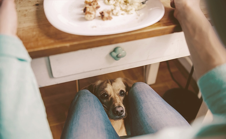 dog looking at onwer for scraps dog looking at onwer for scraps