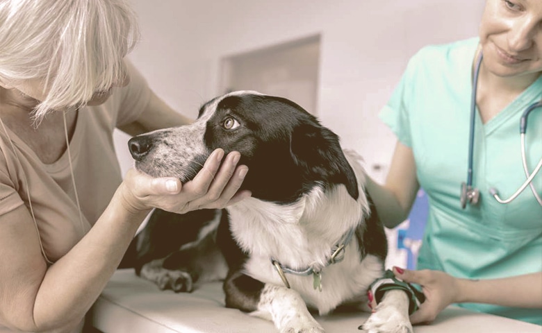 dog looking at owner on the vet